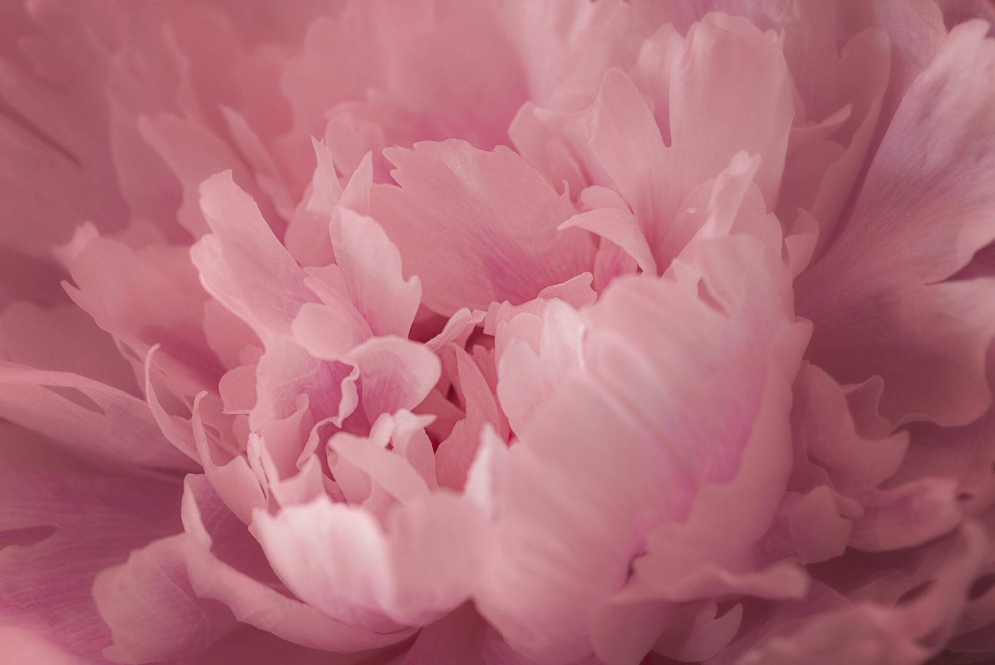 Blush pink 2
