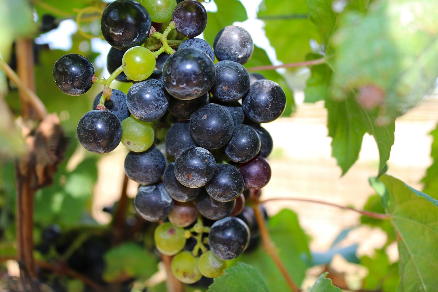 Wine purple 2