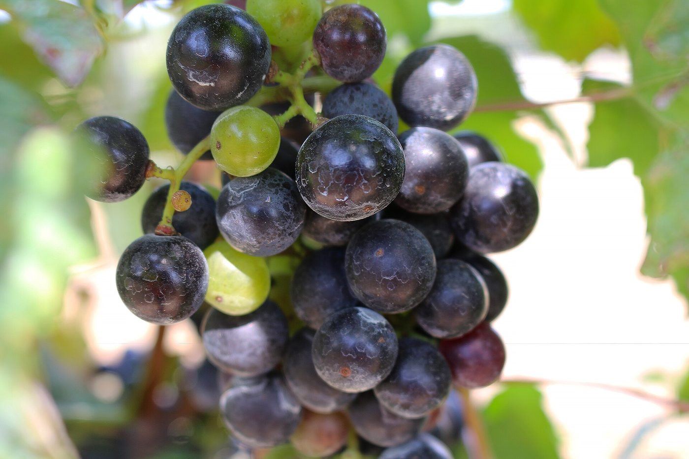 Wine purple 4