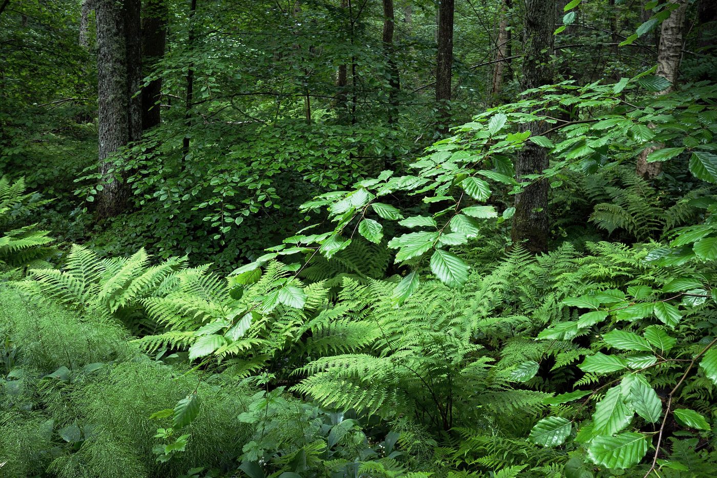 Greens 1