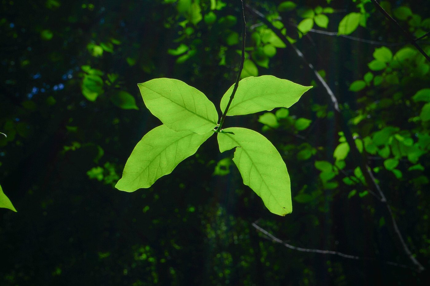 Greens 2
