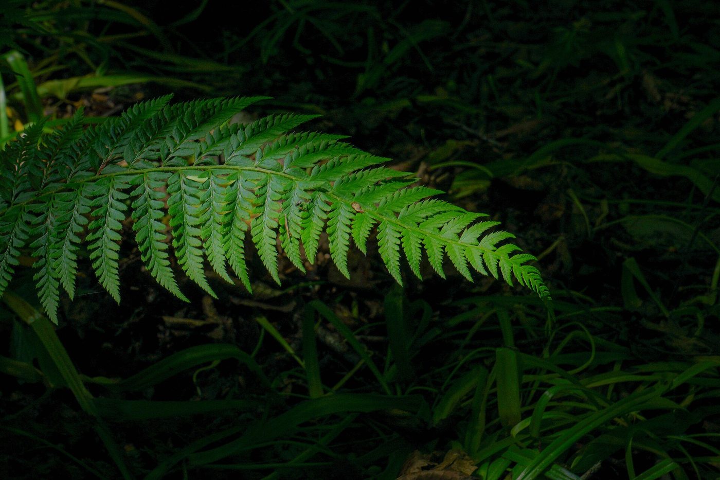 Greens 3
