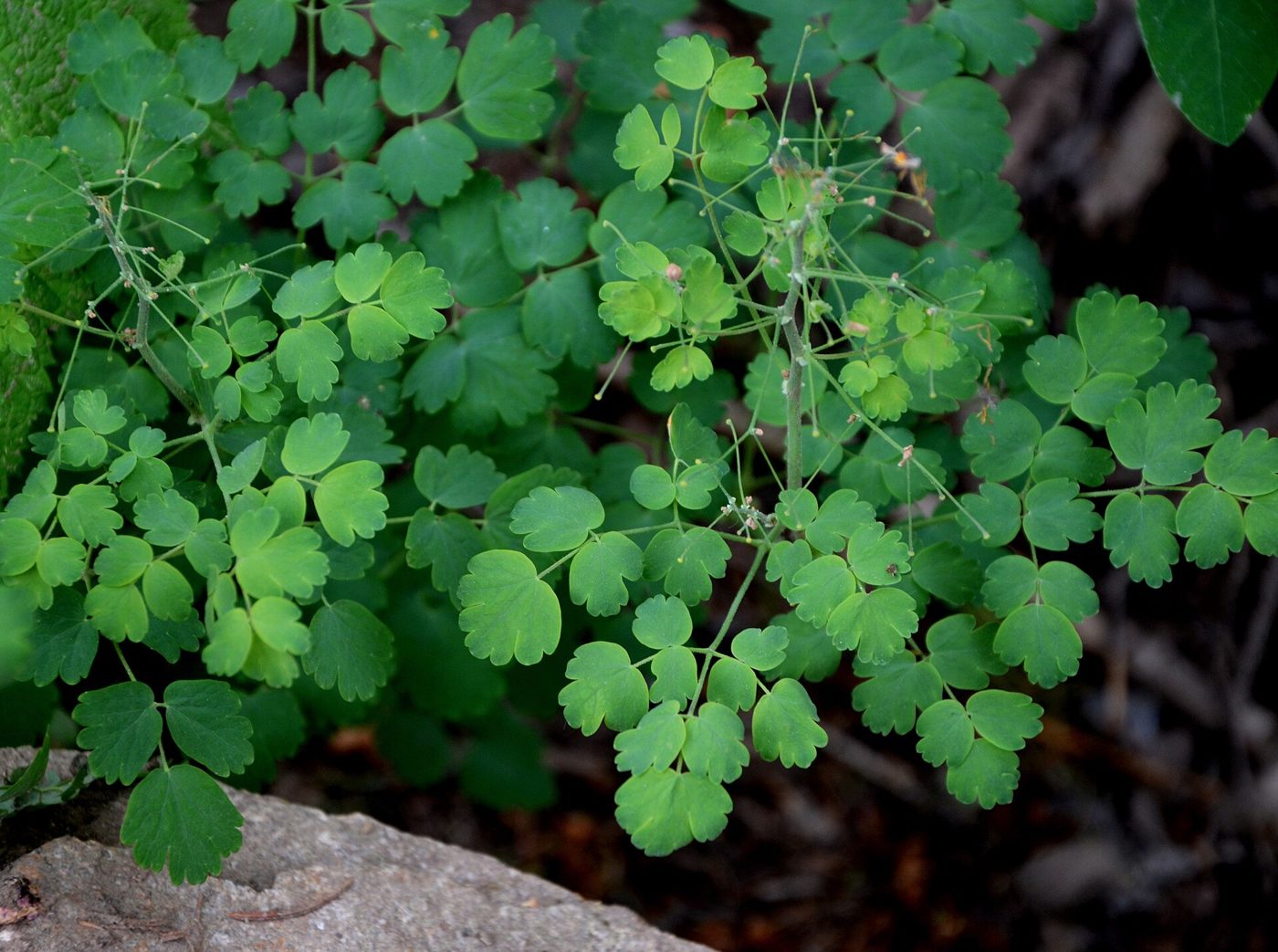 Greens 4